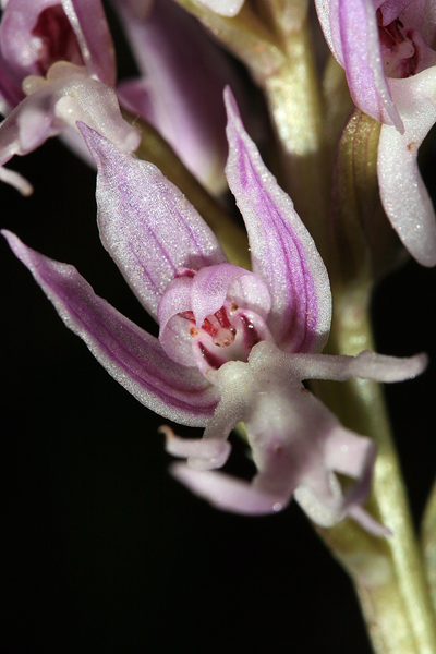 Orchis italica